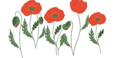 An illustration of 5 red poppy flowers with green leaves and stems. Most blossoms are open, others are still in green buds.