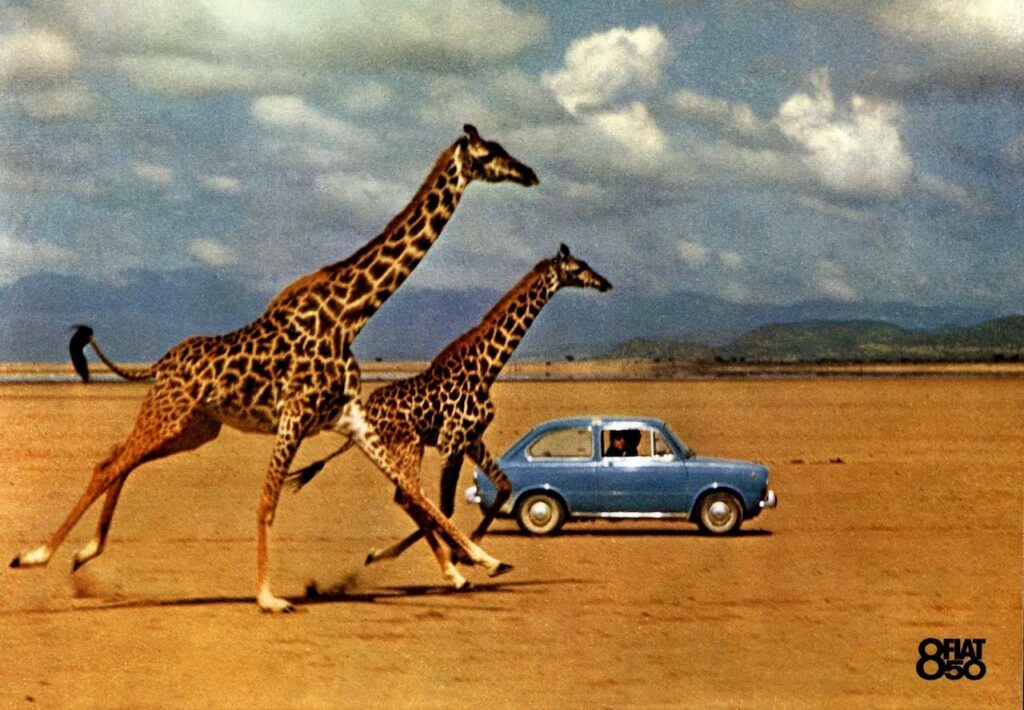 Fiat 850 and two giraffes around 1964; Unknown photographer