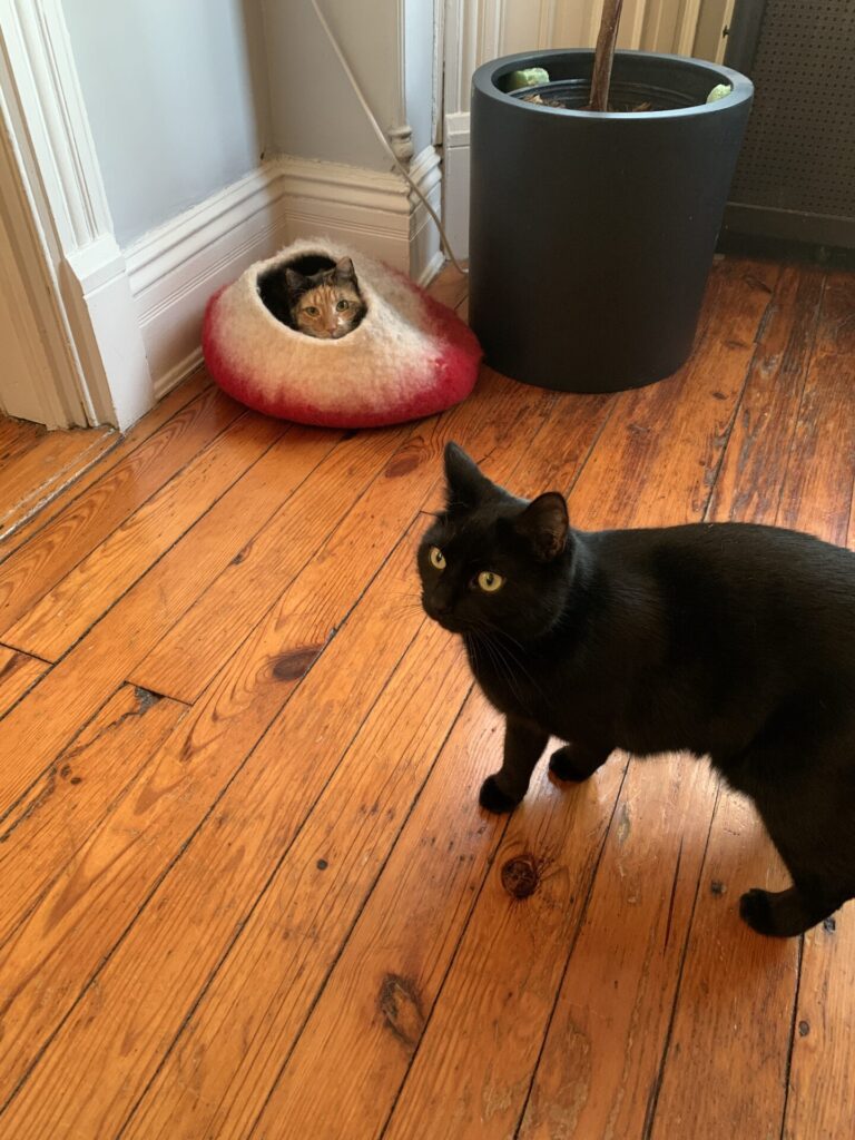 A picture of my cats Cosette and Tartine