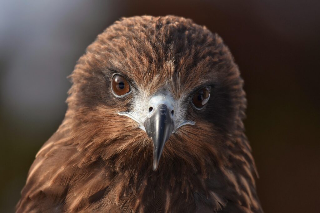Close up of bird's eyes