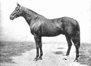 Black and white photo of a brown horse in a halter standing with a white sock ont he back right leg