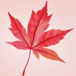 Site icon for Chufeng (Beza) Jiang
