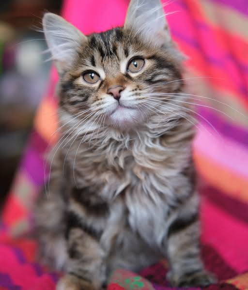 Cat Services | Pine Animal Hospital.