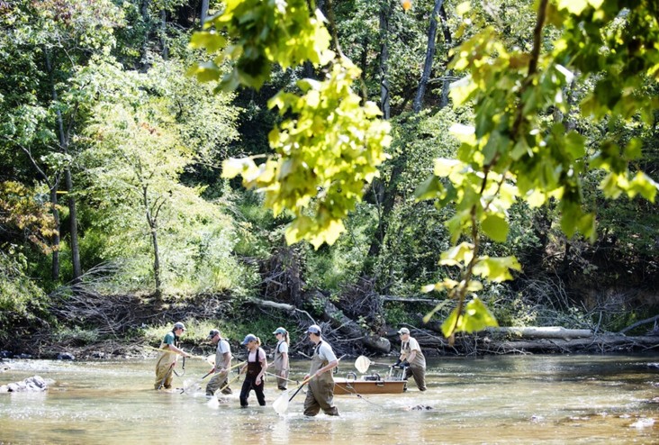 People wading in a river with nets while conducting a fish survey. Trees surrounding the shallow river.