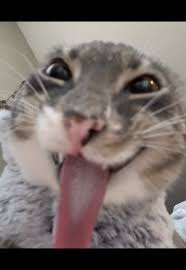 @iamrigbycat on Instagram