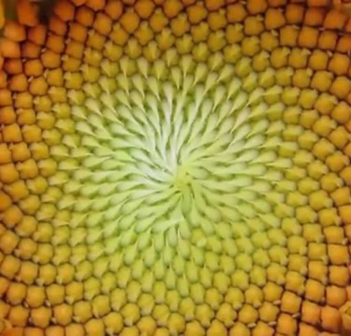 Sunflower showing a fractal arrangement