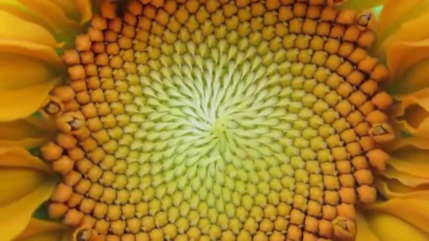 The Ethics of Fractal Authorship in Scholar-Activist Research