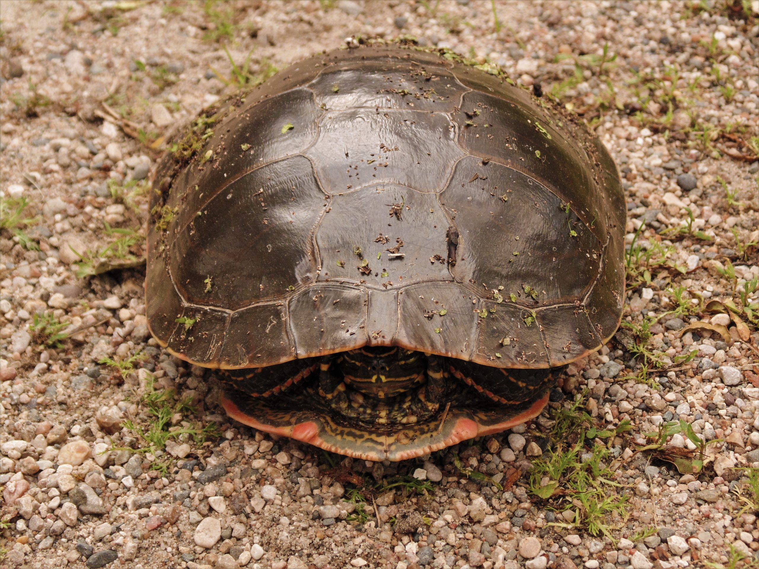 The Precarious PhD Turtle