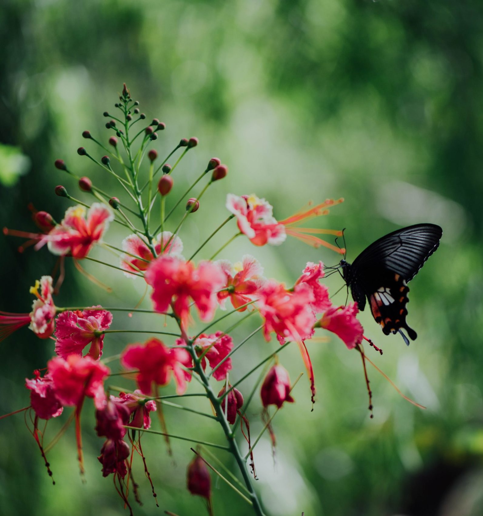 (CLOSED) COVID-Affected Research Agenda (CARA) Grants – Fall 2020