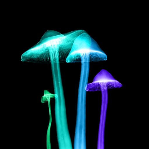 Mushrooms