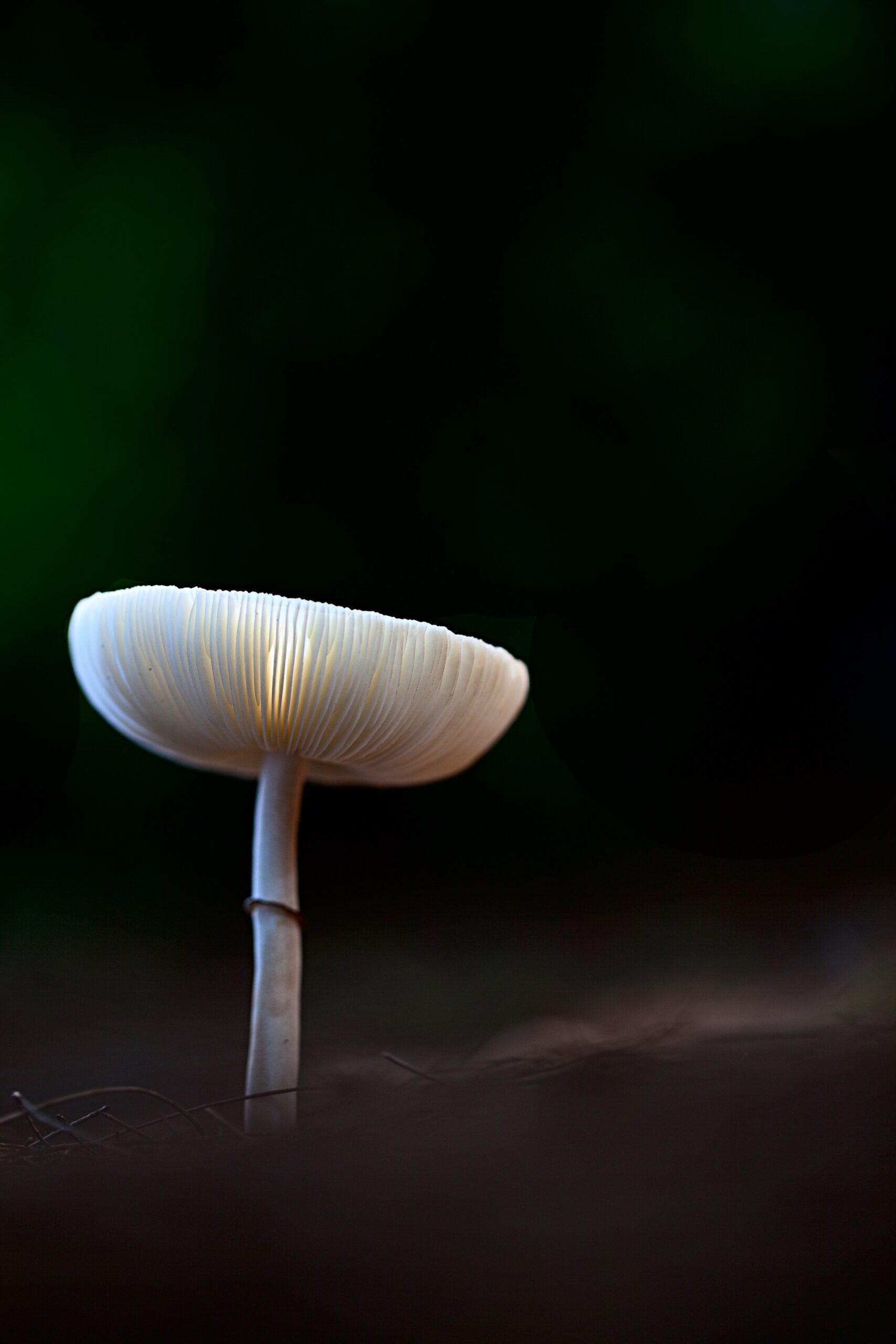 Mushroom