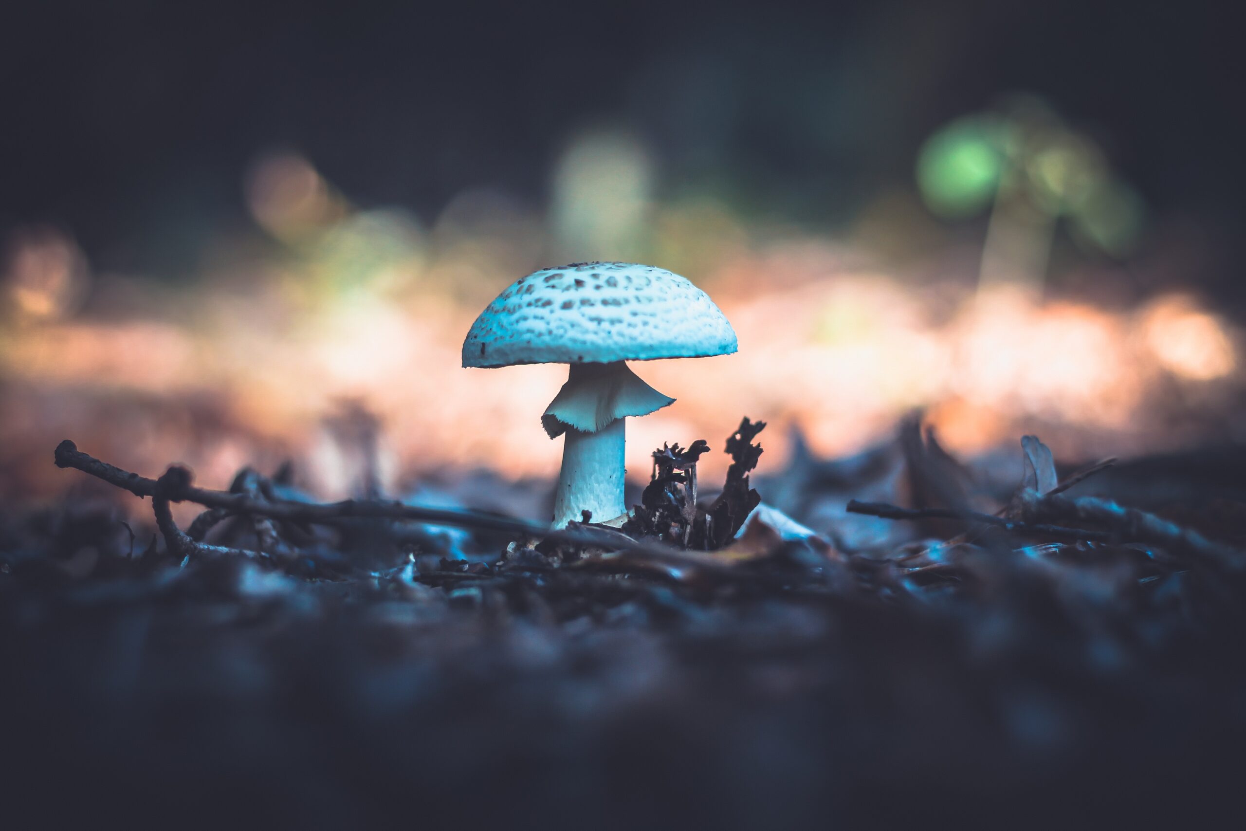 Mushroom