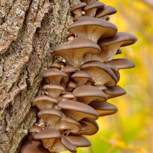 Mushrooms