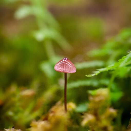 Mushroom