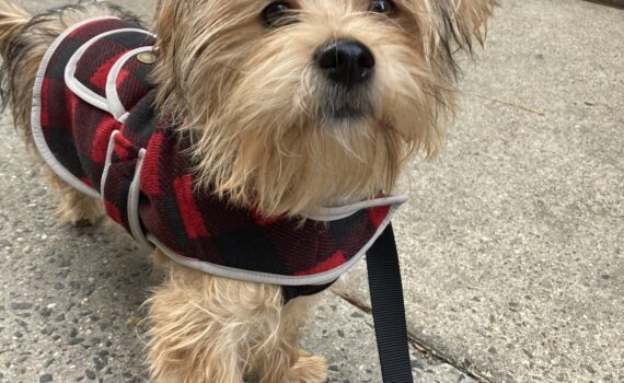 Tan shorkie standing left-of-center on a sidewalk with his black nose pointed at the camera. He is dressed in a black and red lumberjack coat. His black leash runs from his collar down to the bottom frame of the photo.