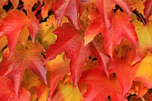 overlayed orange autumn leaves