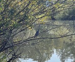 IMG_3955.jpeg