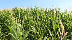 Key Considerations for Fall Nitrogen Applications