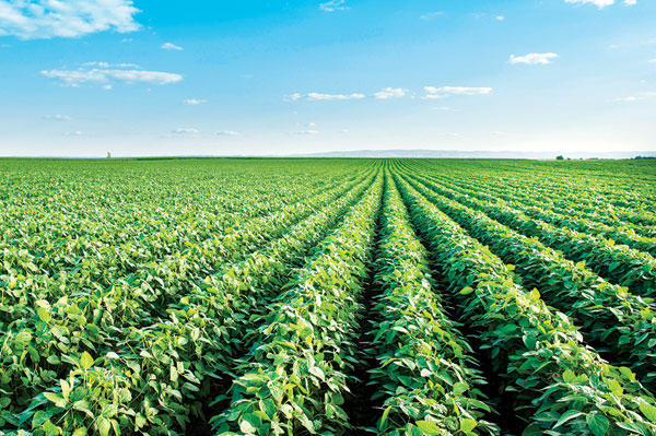 Agri-Mek SC Miticide/Insecticide Now Registered For Soybeans, Sweet Corn
