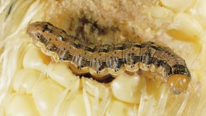 Insects And Diseases In 2016: Early Planting, More Stress