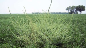 Seed Industry Introduces New Palmer Amaranth Test