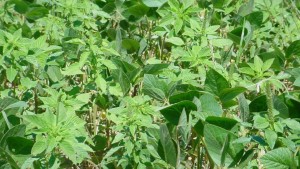 Multiple Herbicide-Resistant Weeds And Challenges Ahead