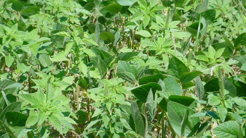 Top 5 Ways Pigweed Spreads – And What You Can Do About It