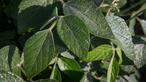 Farm and Food Collaboration Key to Sustainability