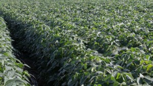 Dow AgroSciences, U.S. Farmers Disagree With EPA Proposal To Revoke Chlorpyrifos Tolerances