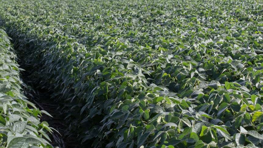 Only ENLIST Technology Provides Tolerance To Three Key Herbicides in Soybeans