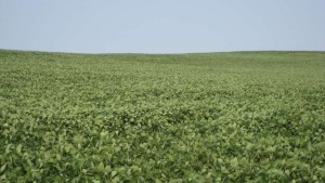 New Dicamba Herbicide Premix Coming Soon from Syngenta