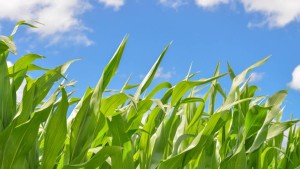 4R Research Fund Awards Nearly $3 Million to Study Impact of 4R Practices in the Field