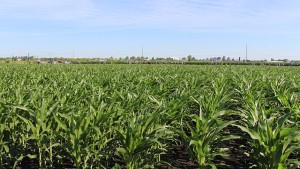 Sustainable 4RWI Connects Policymakers with 4R Nutrient Stewardship