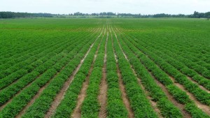 New Valent U.S.A. Excalia Fungicide Receives EPA Registration for Peanuts