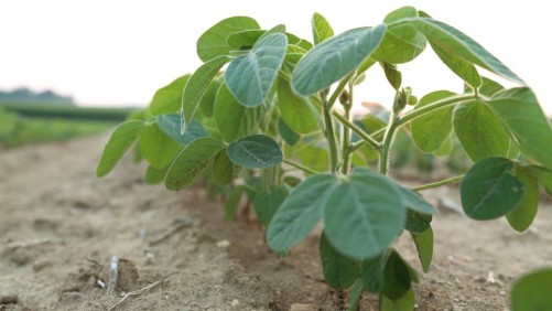 BASF Expert Jeff Mueller on Managing Marestail Resistance and the Future of Ag Retail Agronomy