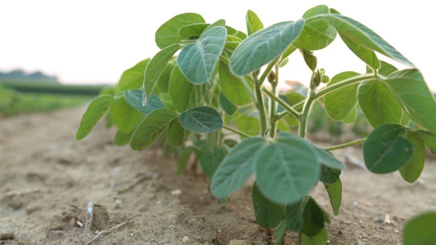 Herbicide-Resistant Waterhemp: A Layered Approach
