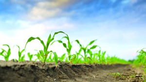 Some Ohio Farmers Won’t Plant Crops At All Because of Rain