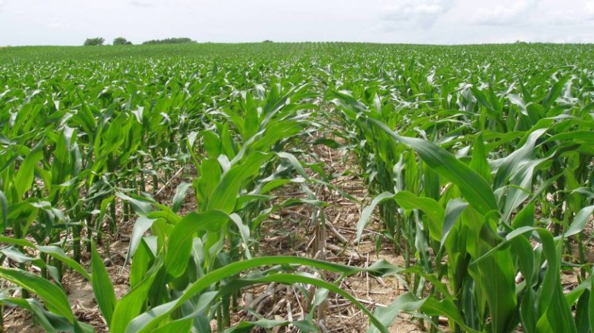 Improved Phosphorus Management Essential To Feeding World Population