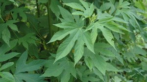 How Does Herbicide Resistance Occur?