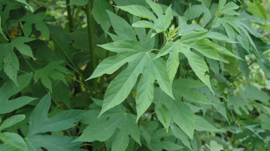 How Does Herbicide Resistance Occur?