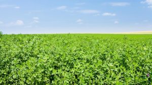 Linex Herbicide Gains Label Expansion for Alfalfa Use in 2026