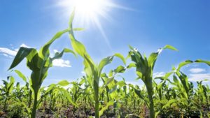 Corteva Unveils R&D Collaboration with ZeaKal