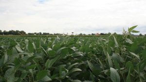 Nufarm Introduces New Seed Treatment Solutions