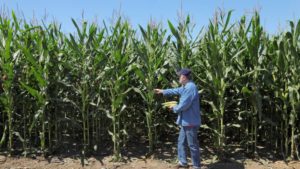 Mosaic: 6 Tips For Better Crop Nutrition In Corn