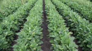 BASF: Stewardship Critical for Dicamba Applications