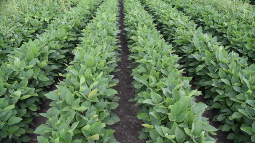 INNVICTIS CROP CARE Introduces VANDAL MOC Soybean Herbicide