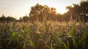Explaining Agriculture to Consumers Using Emotions, Not Science