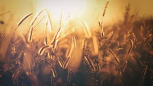 CropMetrics, The Climate Corporation Launch Irrigation Data Partnership