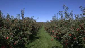 FMC Launches Low Use Rate Altacor eVo Insect Control for U.S. Market