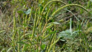 Dow: Modes of Action, Multi-Year Plans Limit Weed Issues